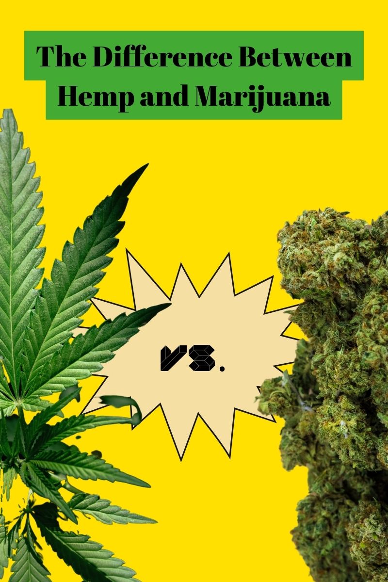 an illustration of hemp vs marijuana 
