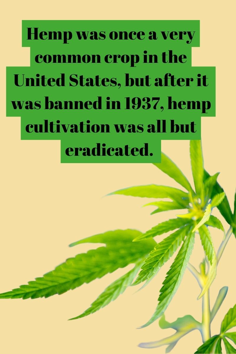 hemp was once a very common crop in the United States, but after it was banned in 1937, hemp cultivation was all but eradicated