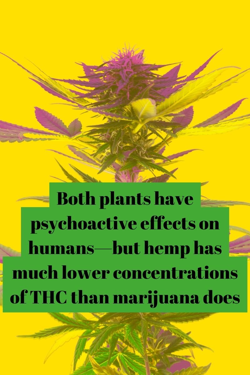Both plants have psychoactive effects on humans—but hemp has much lower concentrations of THC than marijuana does.