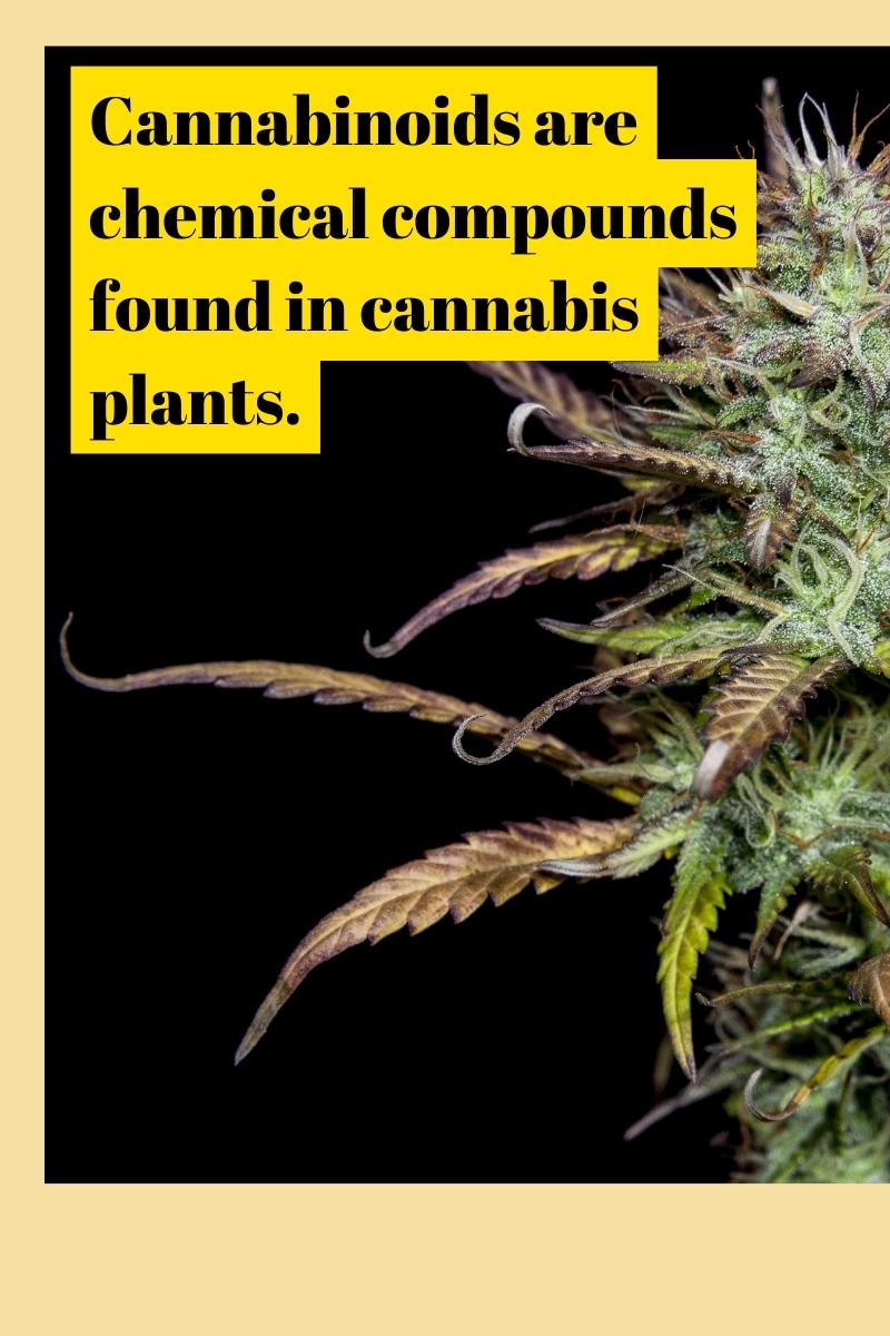 Cannabinoids are chemical compounds found in cannabis plants.