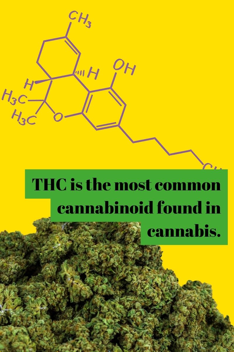 THC is the most common cannabinoid found in cannabis.