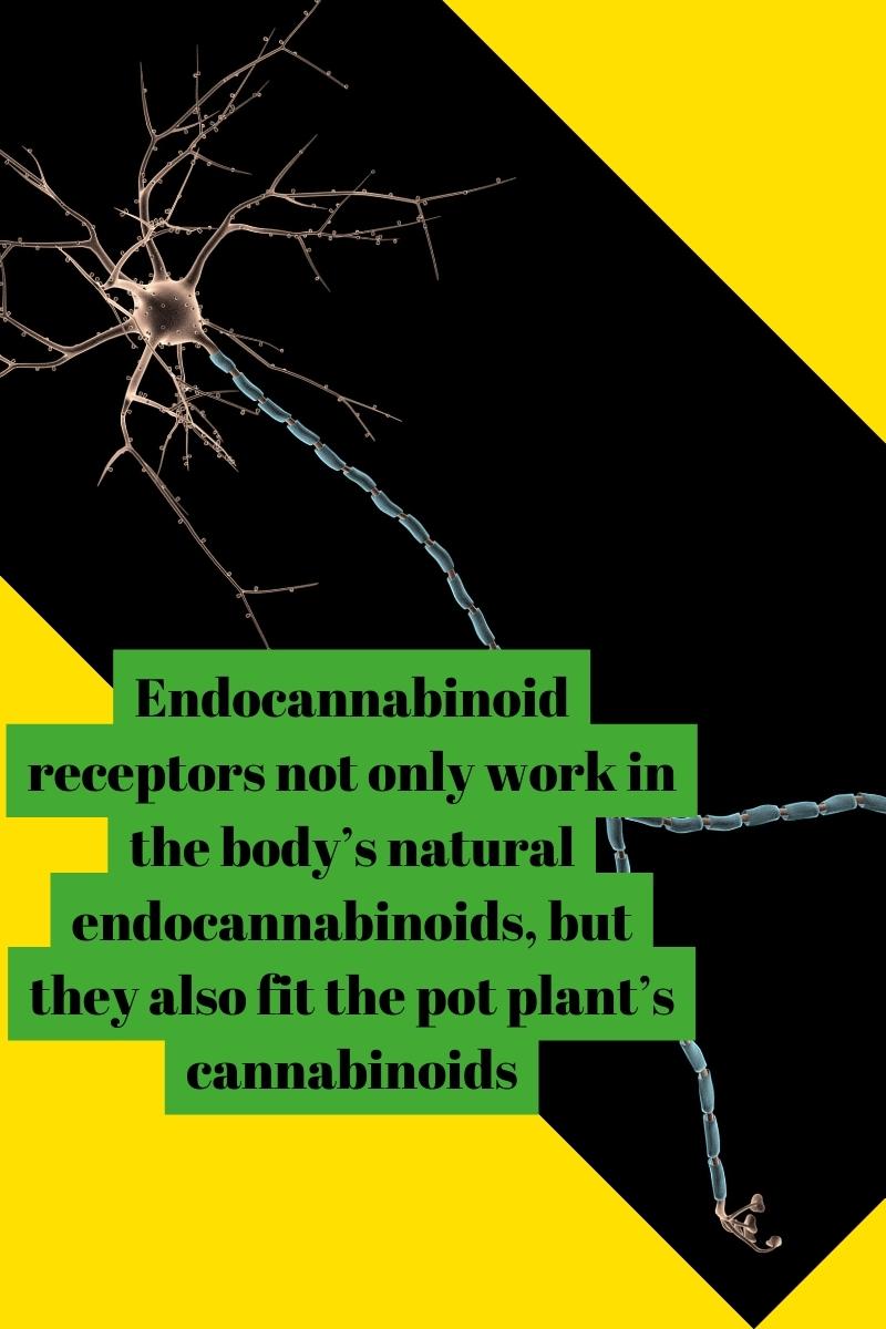 Endocannabinoid receptors not only work in the body’s natural endocannabinoids, but they also fit the pot plant’s cannabinoids