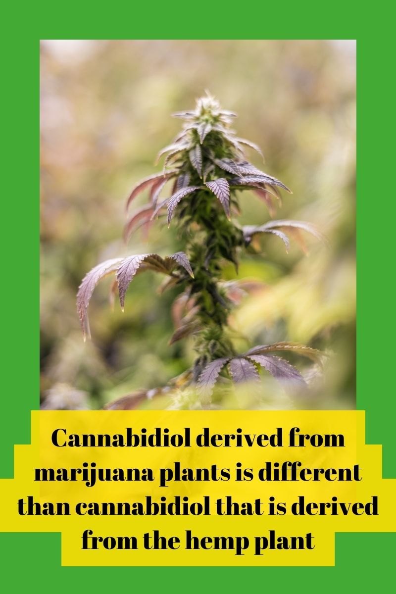 Cannabidiol derived from marijuana plants is different from cannabidiol that is derived from the hemp plant.