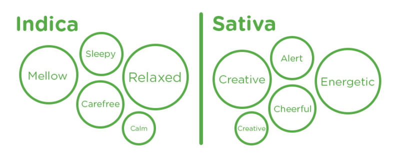 Indica vs Sativa effects chart