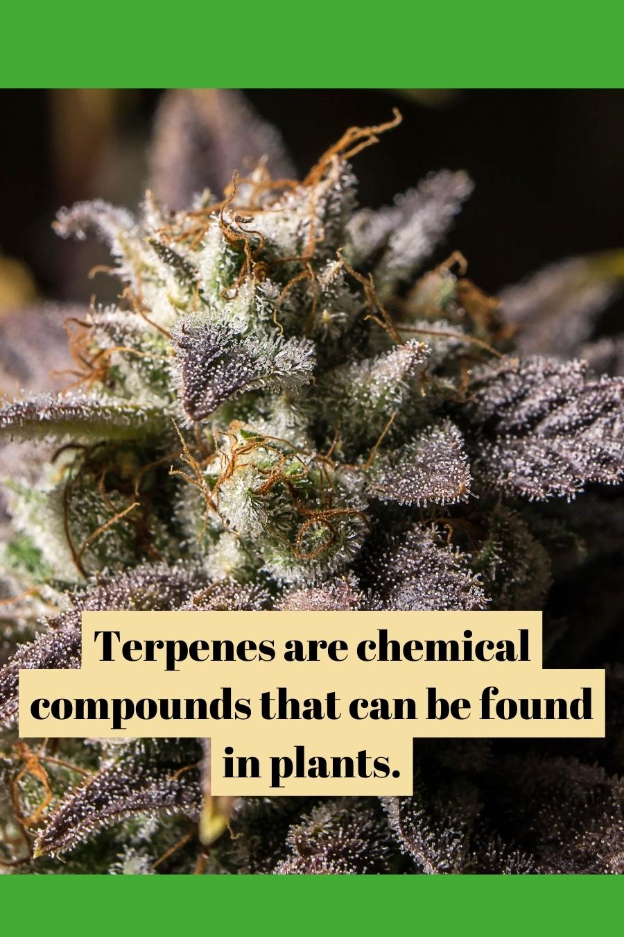 Terpenes are chemical compounds that can be found in plants.