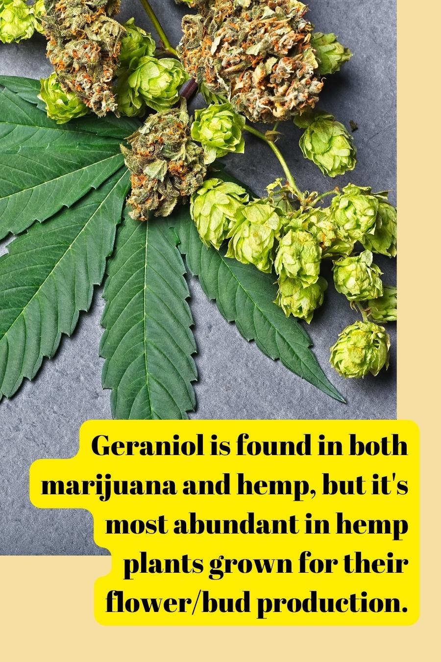 Geraniol is found in both marijuana and hemp, but it's most abundant in hemp plants grown for their flower/bud production.