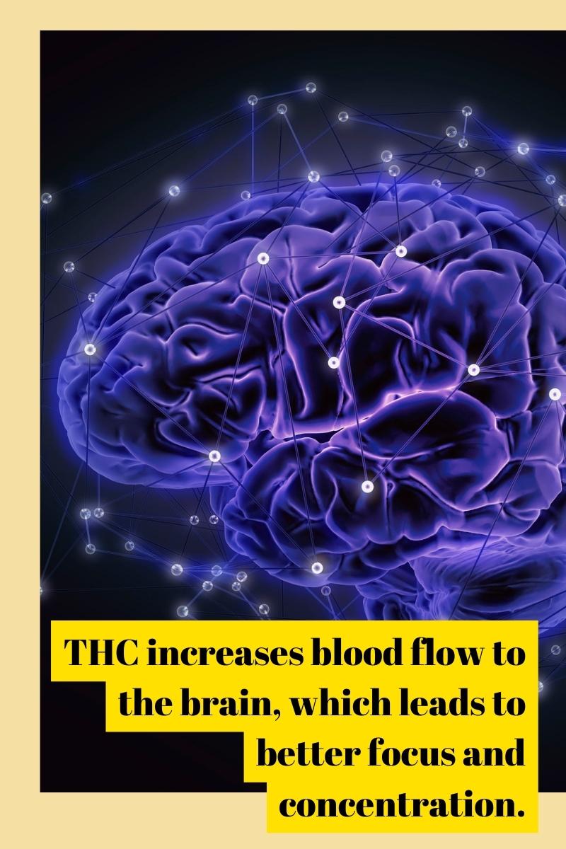 HC increases blood flow to the brain, which leads to better focus and concentration. 
