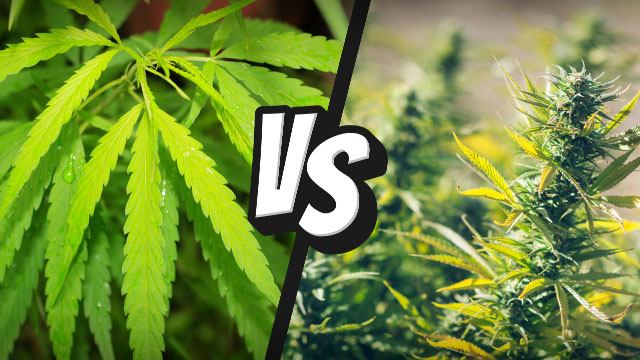 The Difference between Hemp vs marijuana
