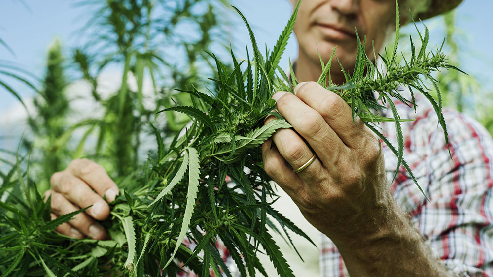 Cannabis plant being examined by modern man
