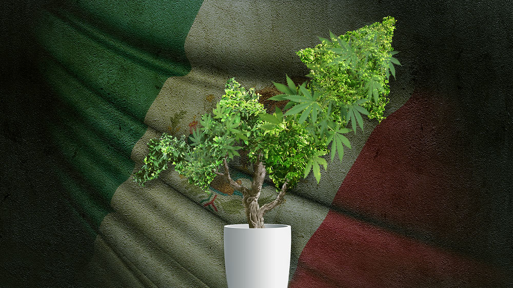 Legal cannabis plant with Mexican flag in the background