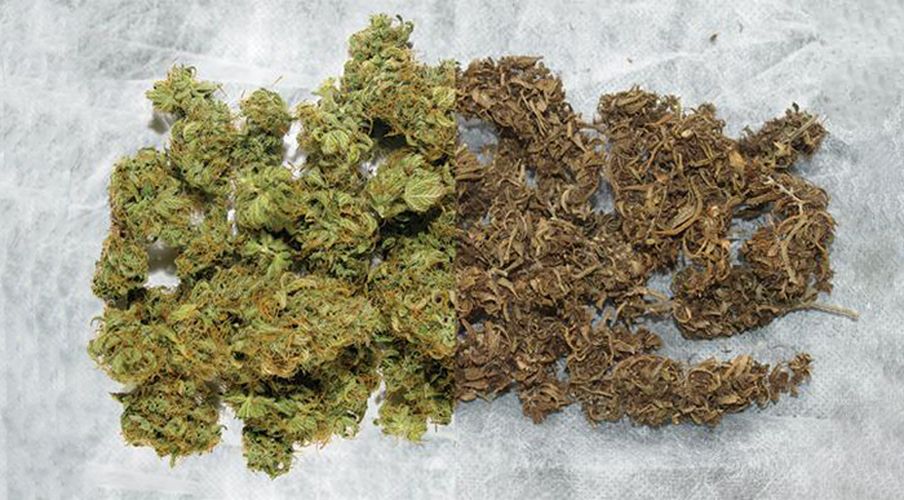 Types of Weed Explained