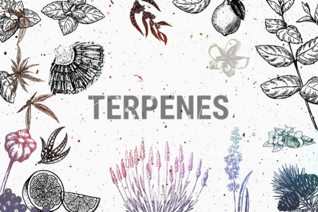 Illustration of essential oil terpenes.