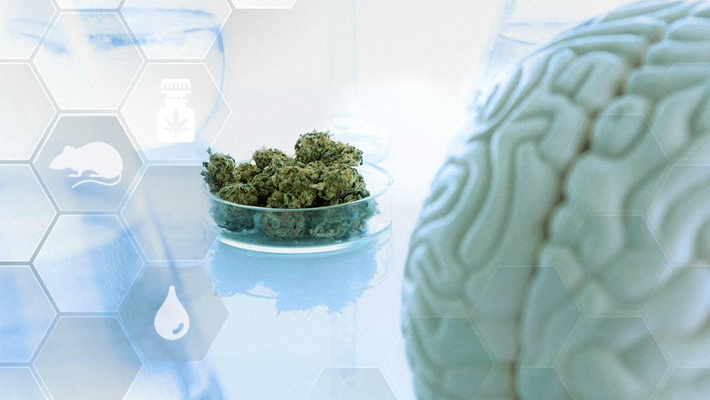 cannabis treating Migraines