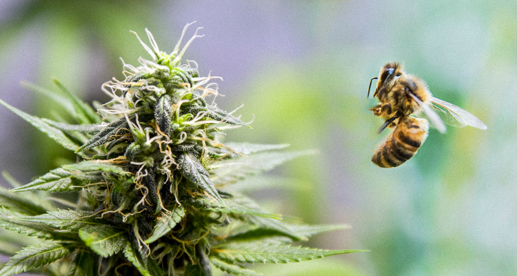 honey bee moving in to pollinate a cannabis bud